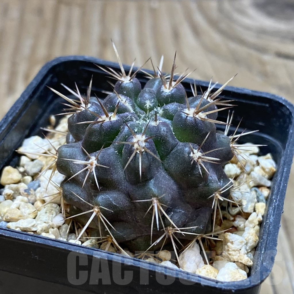 SH15439 Neoporteria curvispina ex M.G. 1030.741 - Image 2