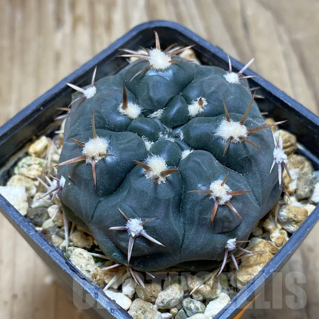 SH15440 Gymnocalycium dubniorum WP 154