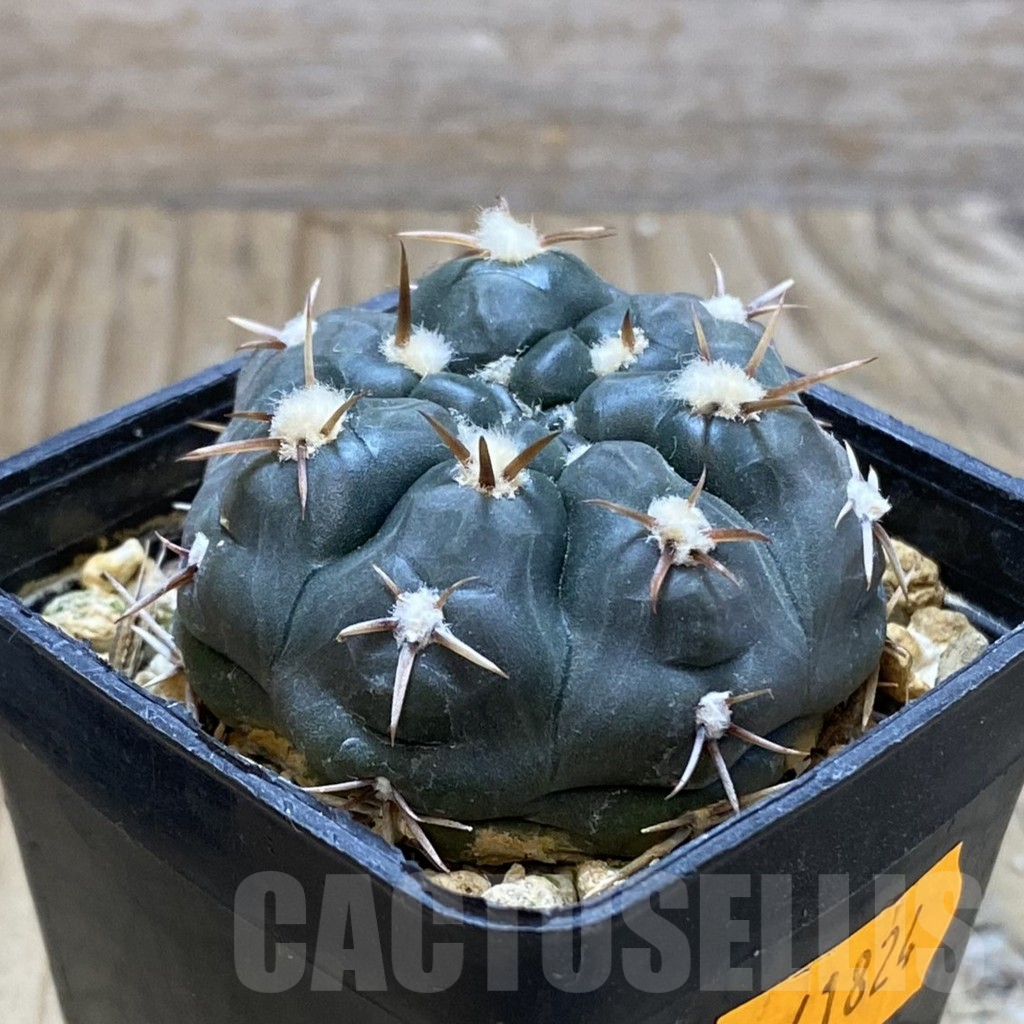 SH15440 Gymnocalycium dubniorum WP 154 - Image 2
