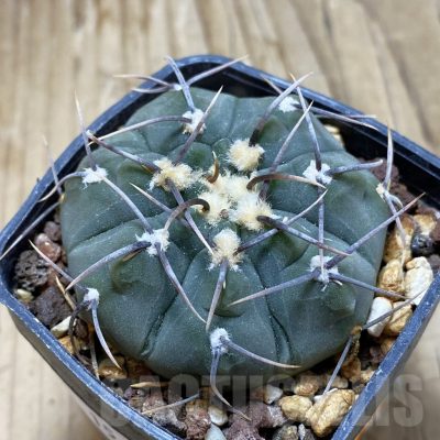 SH15441 Gymnocalycium vatteri v. altautinense