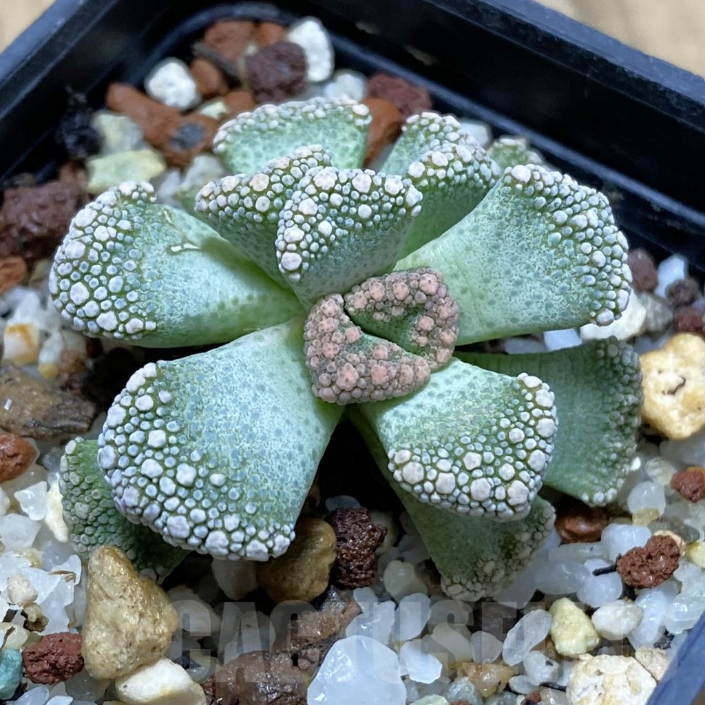 SH15512 Titanopsis calcarea