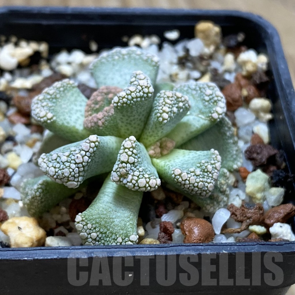 SH15512 Titanopsis calcarea - Image 2