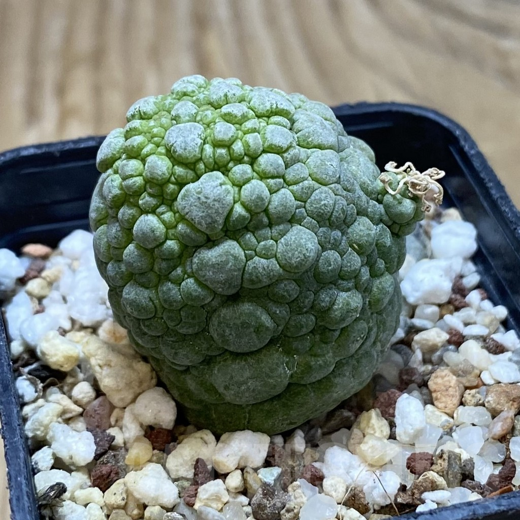 SH15515 Pseudolithos migiurtinus - Image 2