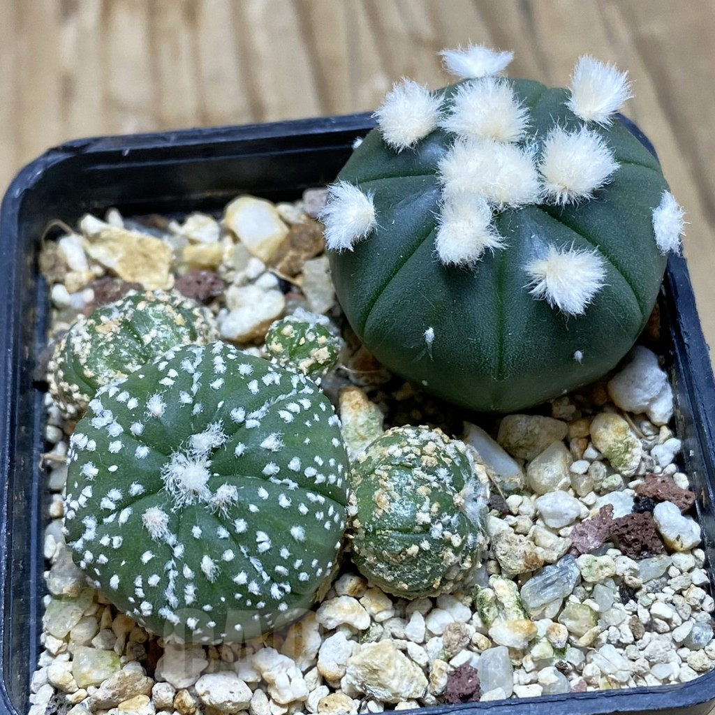 SH15520 Astrophytum asterias mix