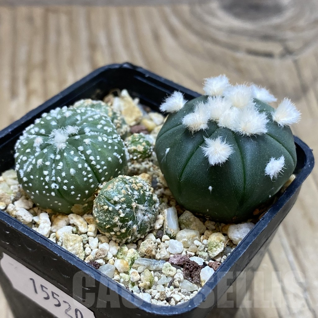 SH15520 Astrophytum asterias mix - Image 2