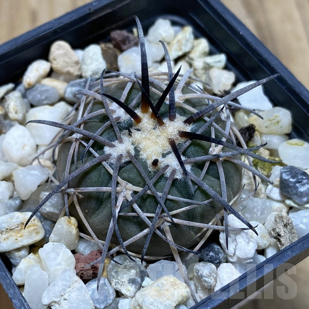 SH15480 Gymnocalycium spegazzinii KPP 2058