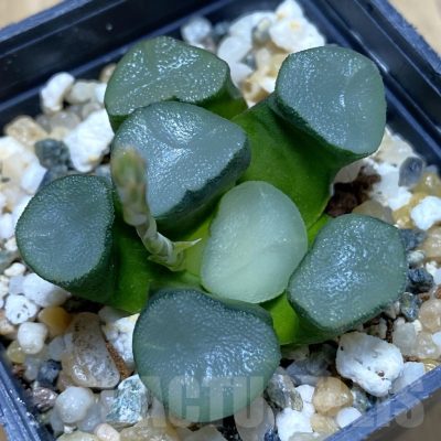 SH15523 Haworthia maughanii