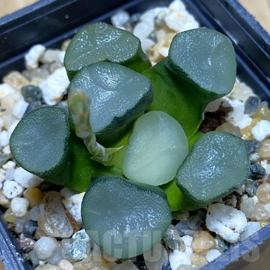 SH15523 Haworthia maughanii