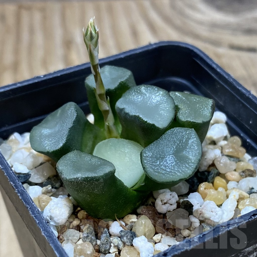 SH15523 Haworthia maughanii - Image 2