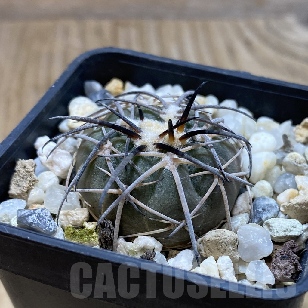 SH15480 Gymnocalycium spegazzinii KPP 2058 - Image 2