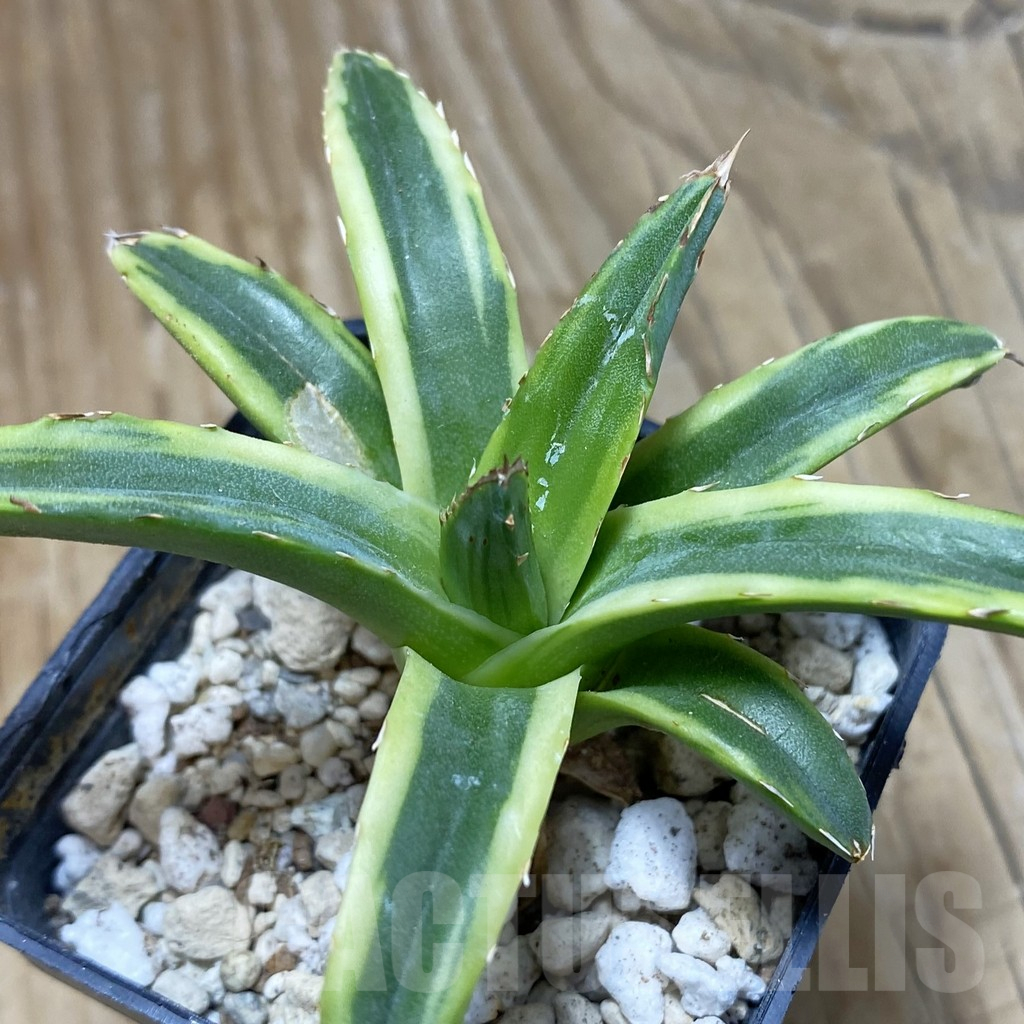 SH15527 Agave victoriae-reginae f. variegata