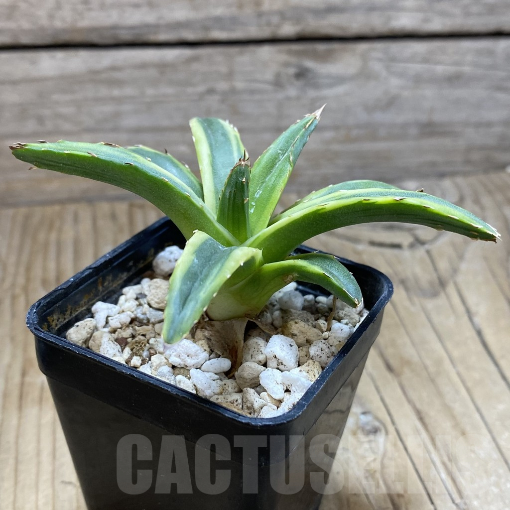 SH15527 Agave victoriae-reginae f. variegata - Image 2
