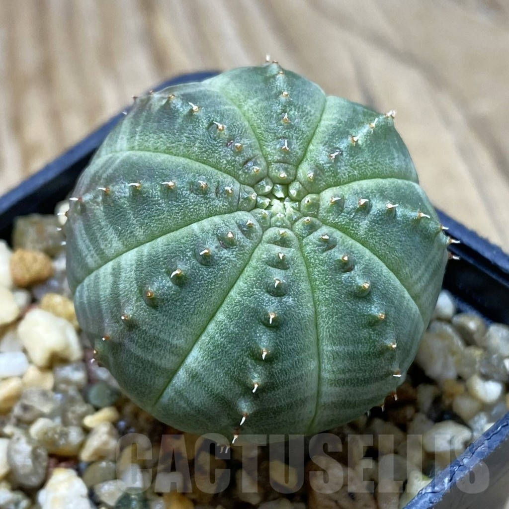 SH15530 Euphorbia obesa