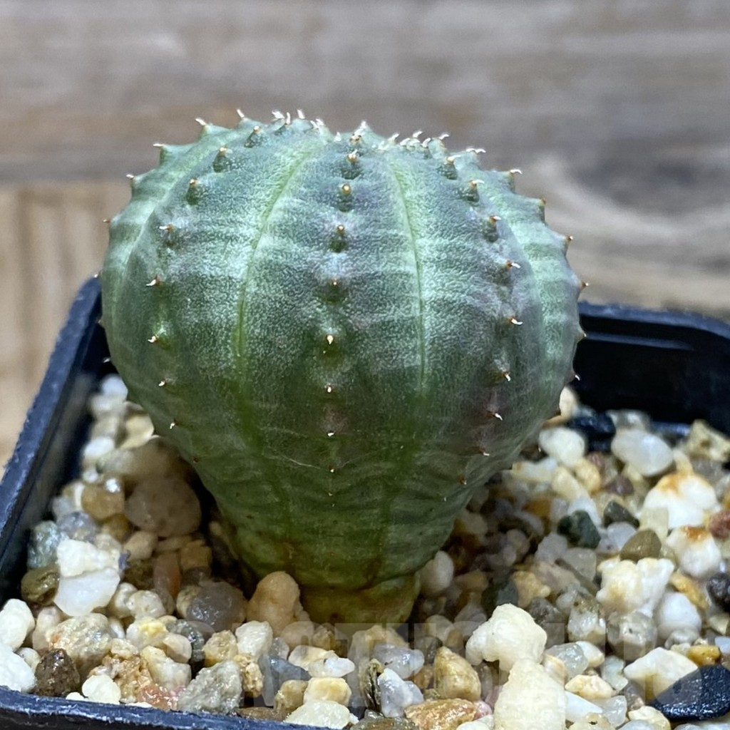 SH15530 Euphorbia obesa - Image 2