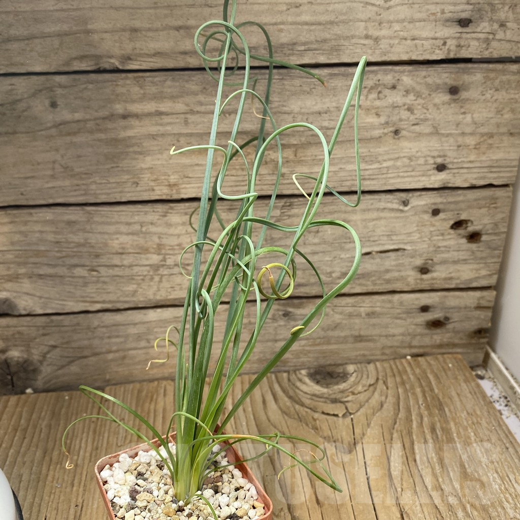 SH15531 Albuca spiralis - Image 2