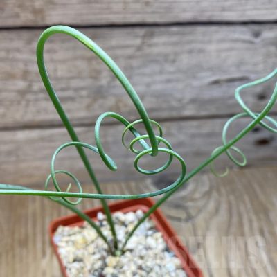 SH15532 Albuca spiralis