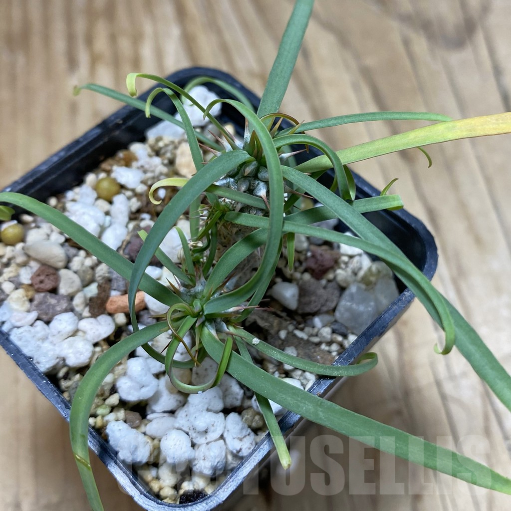 SH15540 Euphorbia gottlebei