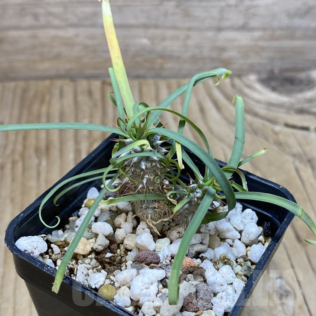 SH15540 Euphorbia gottlebei - Image 2