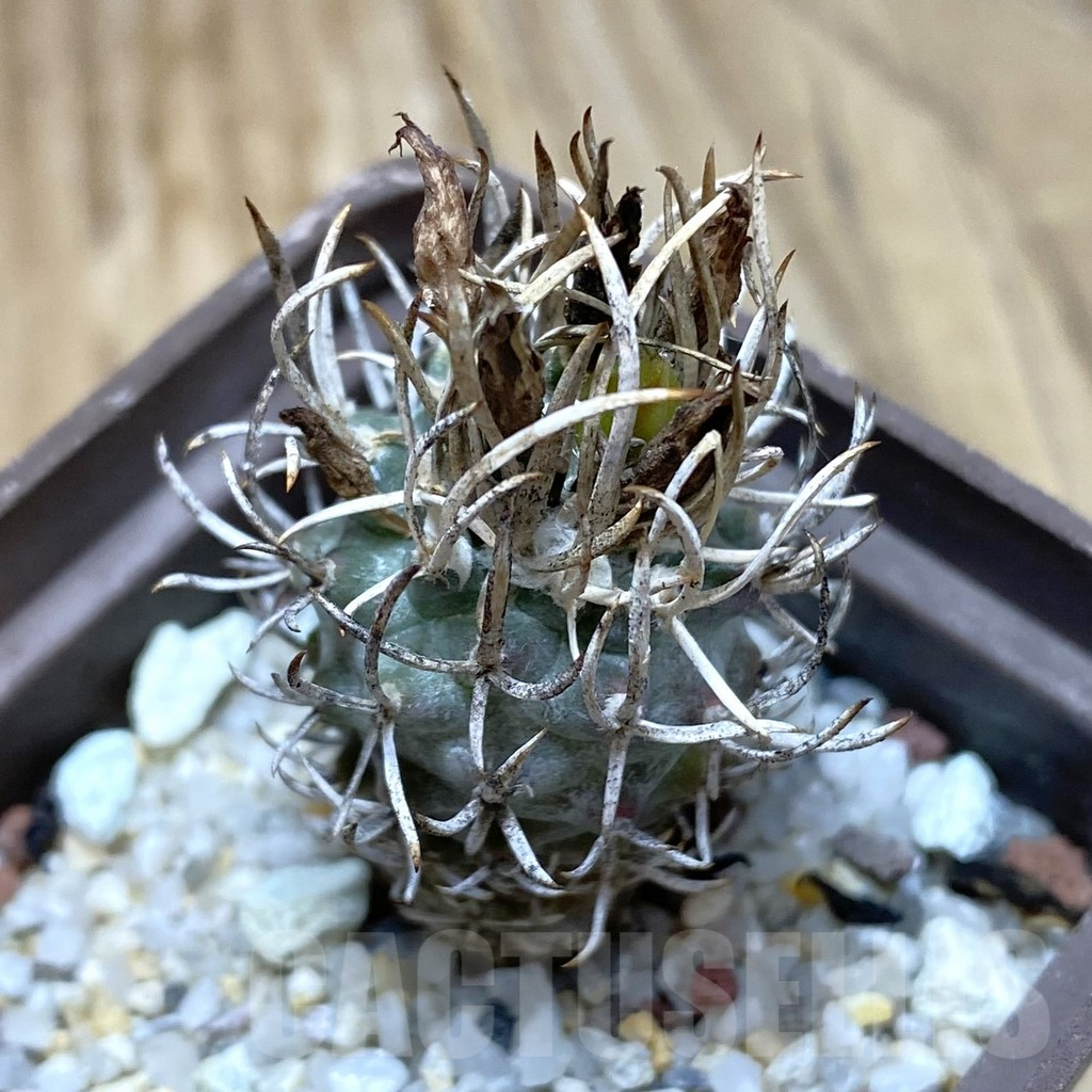 SH15482 Turbinicarpus flaviflorus, old 7 years
