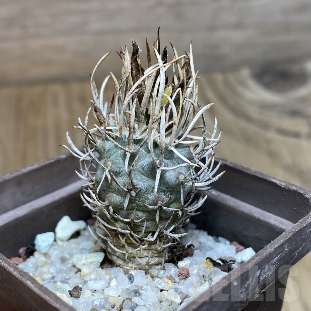 SH15482 Turbinicarpus flaviflorus, old 7 years - Image 2