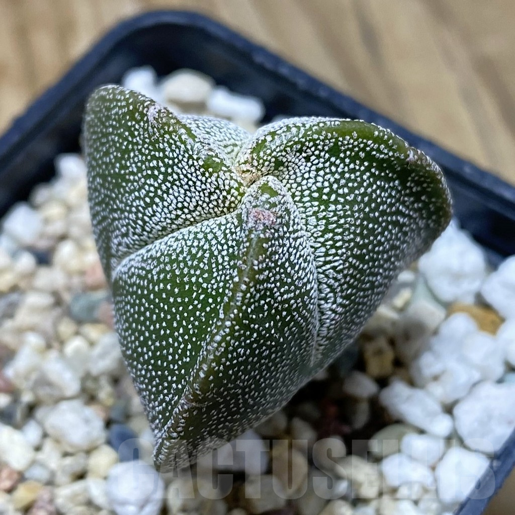 SH15486 Astrophytum myriostigma v. tricostatum