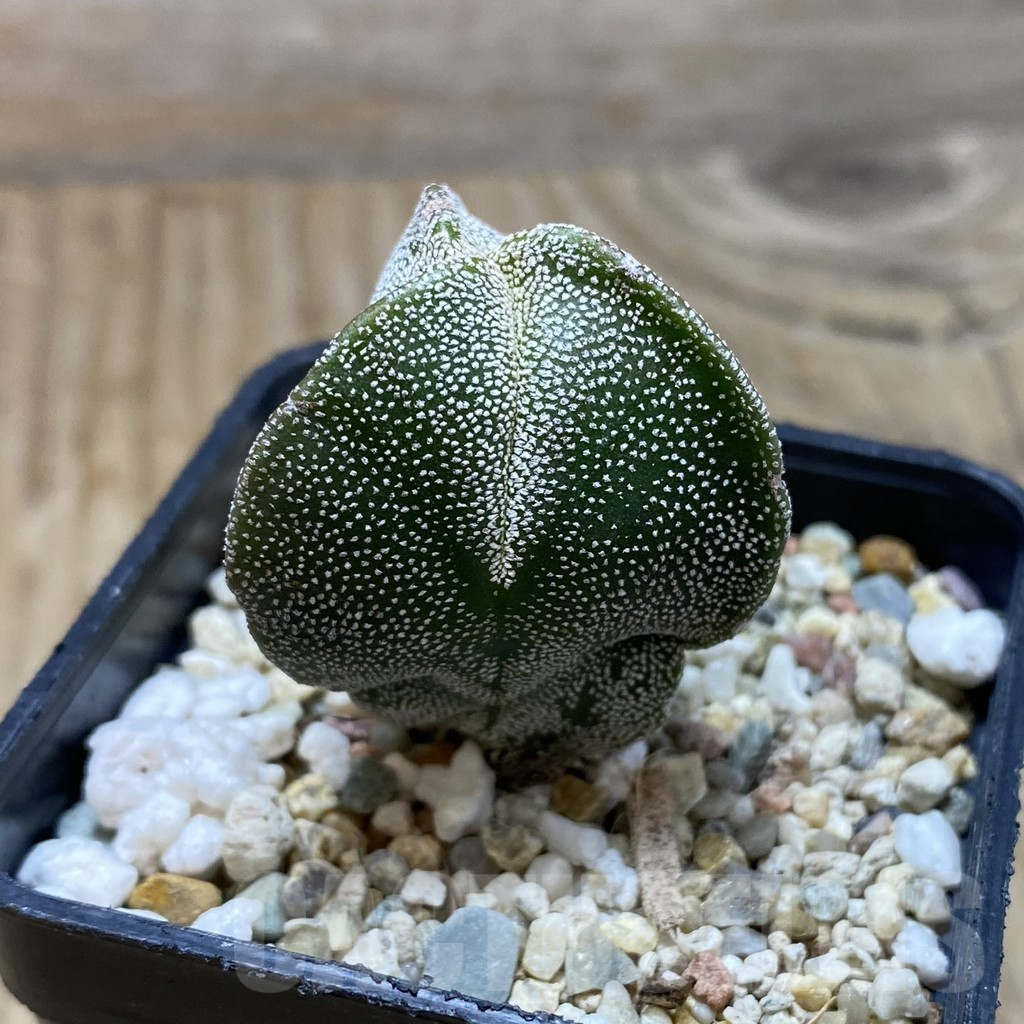 SH15486 Astrophytum myriostigma v. tricostatum - Image 2