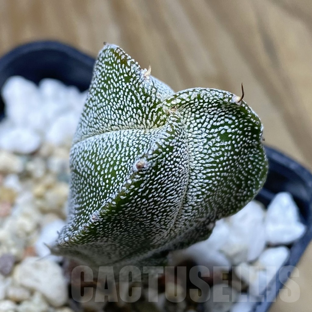 SH15487 Astrophytum myriostigma v. tricostatum