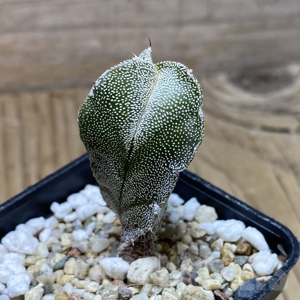 SH15487 Astrophytum myriostigma v. tricostatum - Image 2