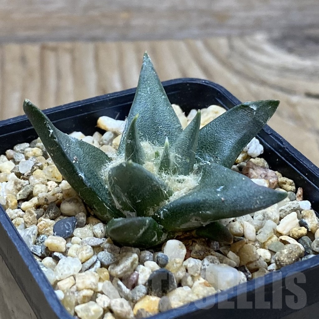 SH15498 Ariocarpus trigonus v. horacekii - Image 2