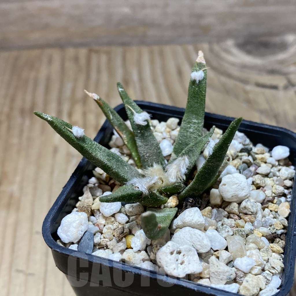 SH15500 Ariocarpus agavoides, old 8 years - Image 2