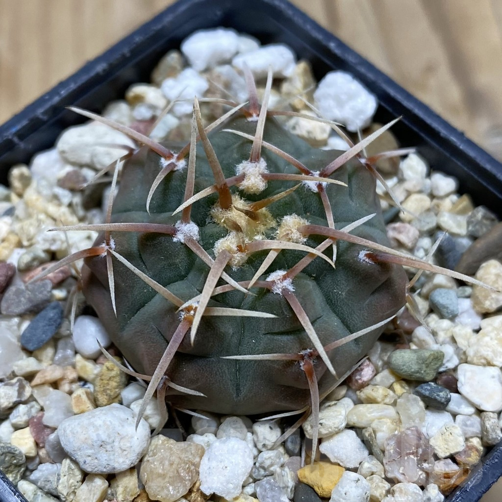 SH15478 Gymnocalycium vatteri, selection