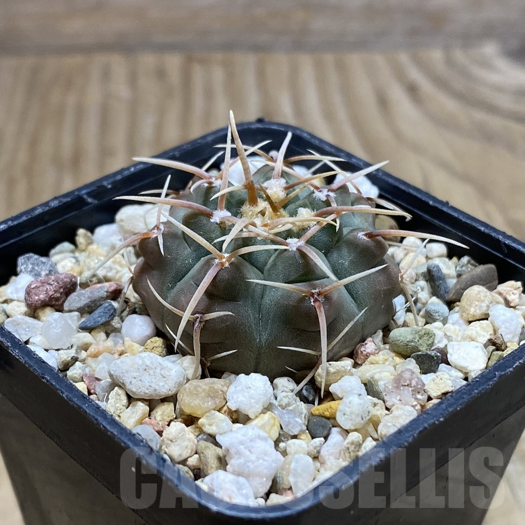 SH15478 Gymnocalycium vatteri, selection - Image 2