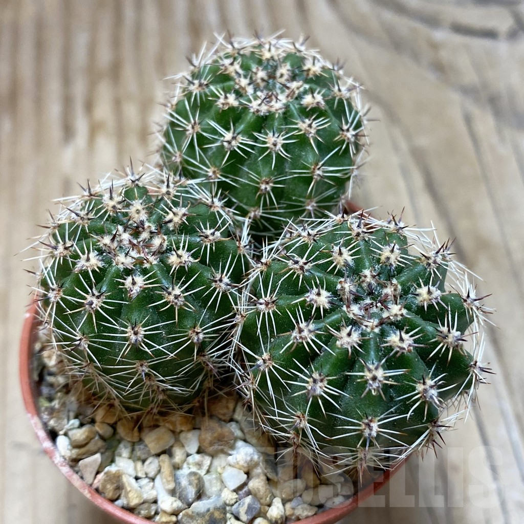 SH15572 Echinopsis 'Gold' hybrid - Image 2