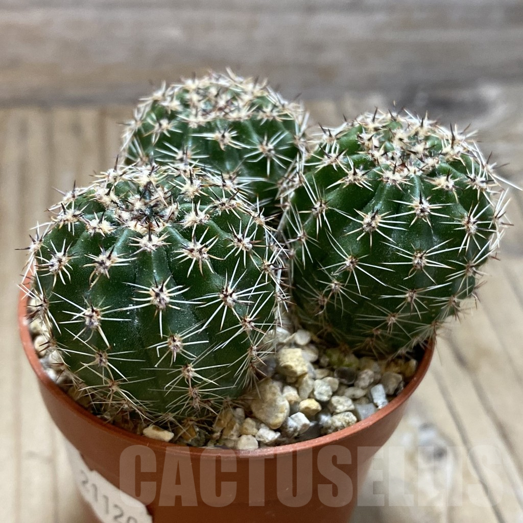 SH15572 Echinopsis 'Gold' hybrid - Image 3