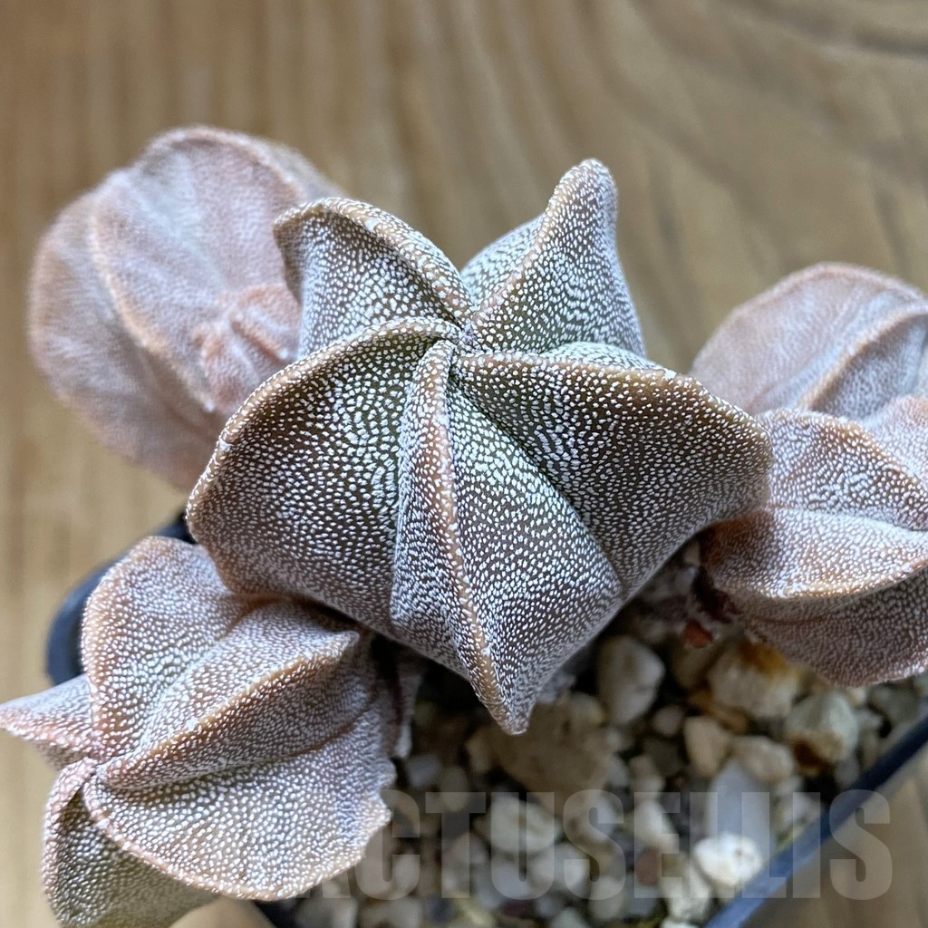 SH15683 Astrophytum myriostigma f. caespitosa