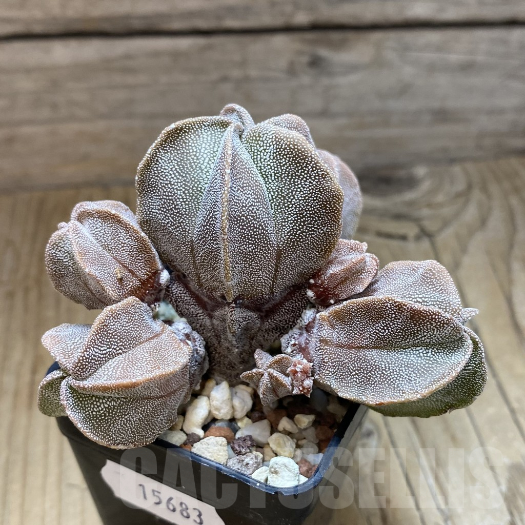 SH15683 Astrophytum myriostigma f. caespitosa - Image 2