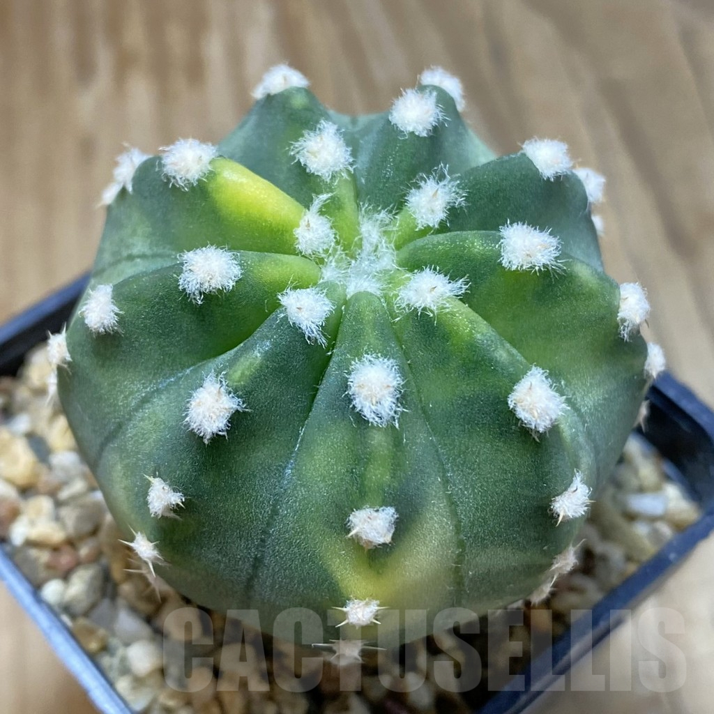 SH15723 Echinopsis subdenudata f. variegata