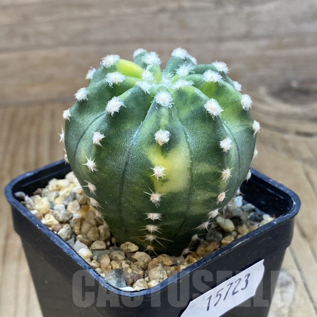SH15723 Echinopsis subdenudata f. variegata - Image 2
