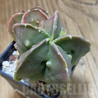 SH15684 Astrophytum myriostigma ‘Fukuryu’ f. nudum