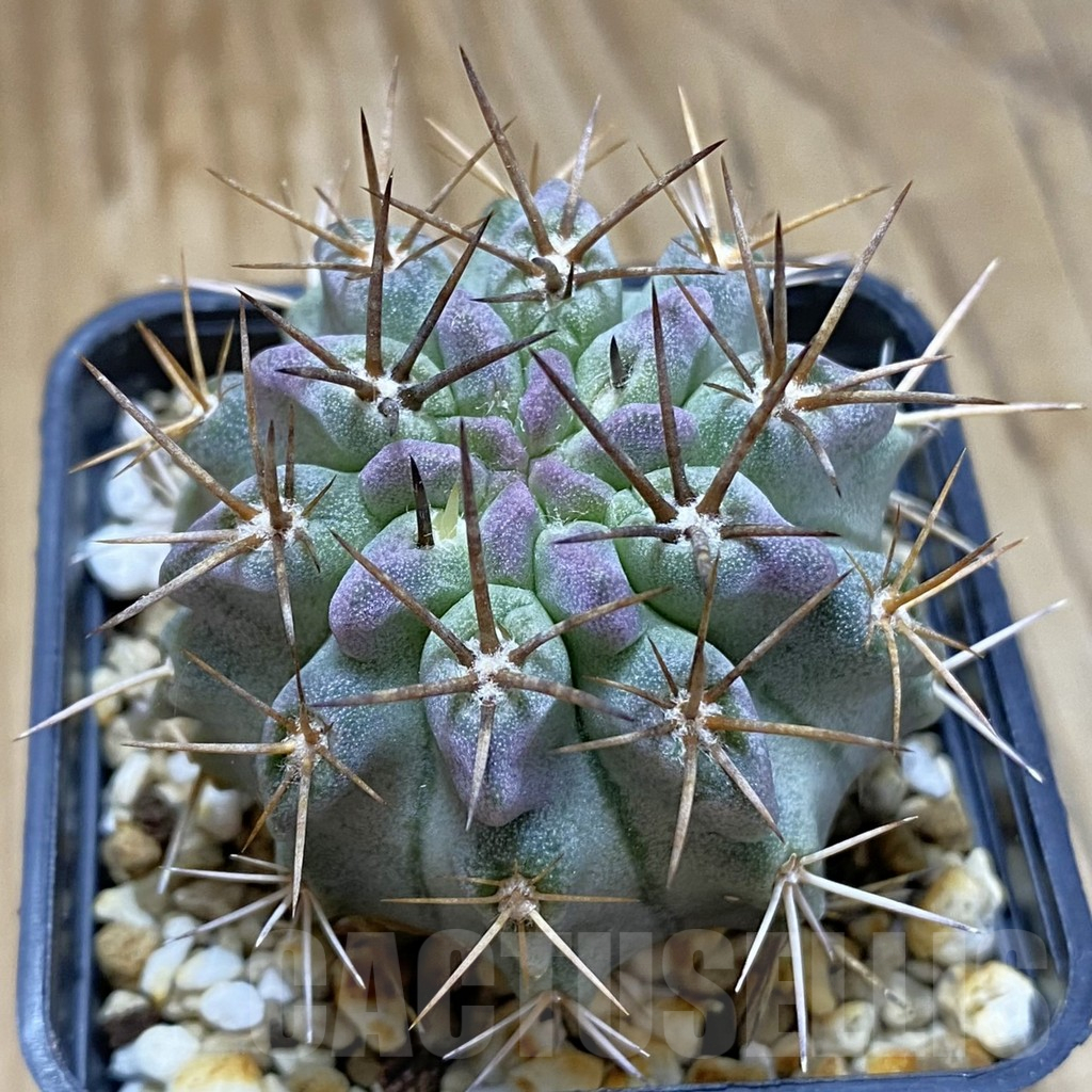 SH15725 Neochilenia paucicostata
