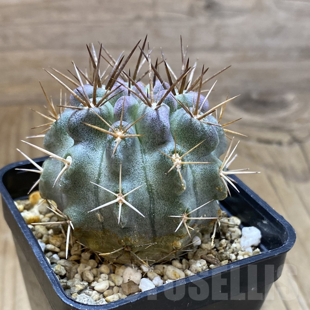 SH15725 Neochilenia paucicostata - Image 2