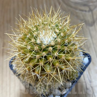 SH15728 Mammillaria nivosa