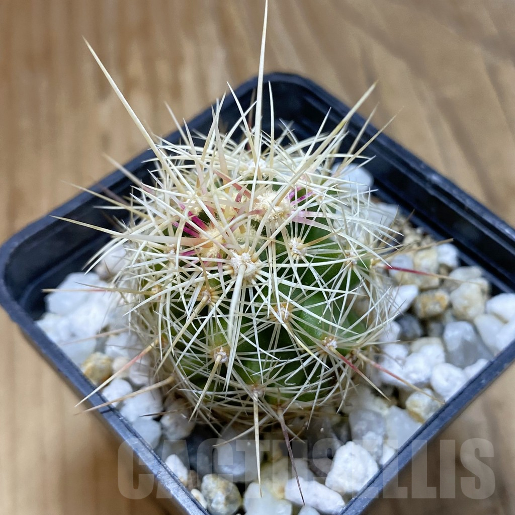 SH15729 Thelocactus bicolor v. bolaensis