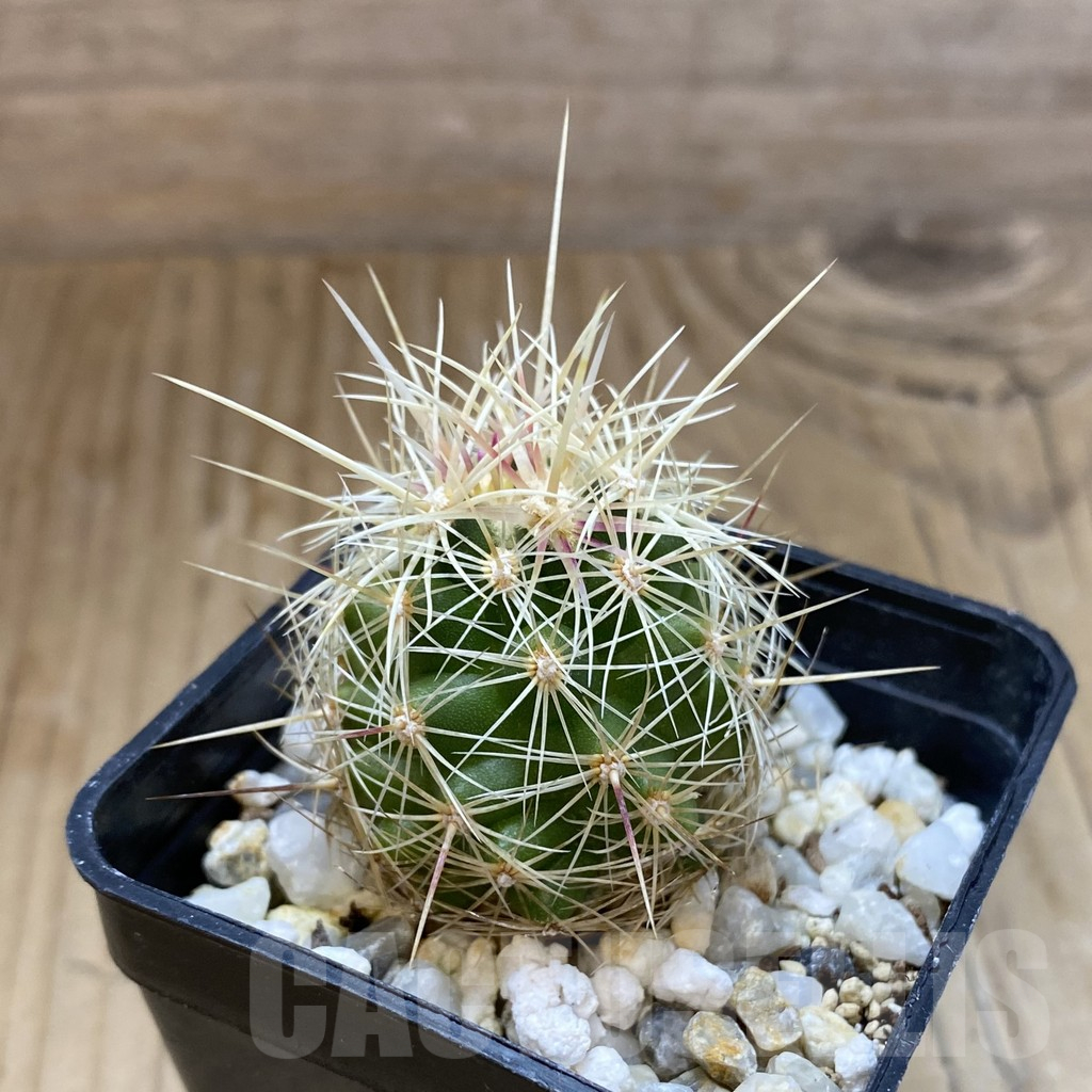 SH15729 Thelocactus bicolor v. bolaensis - Image 2