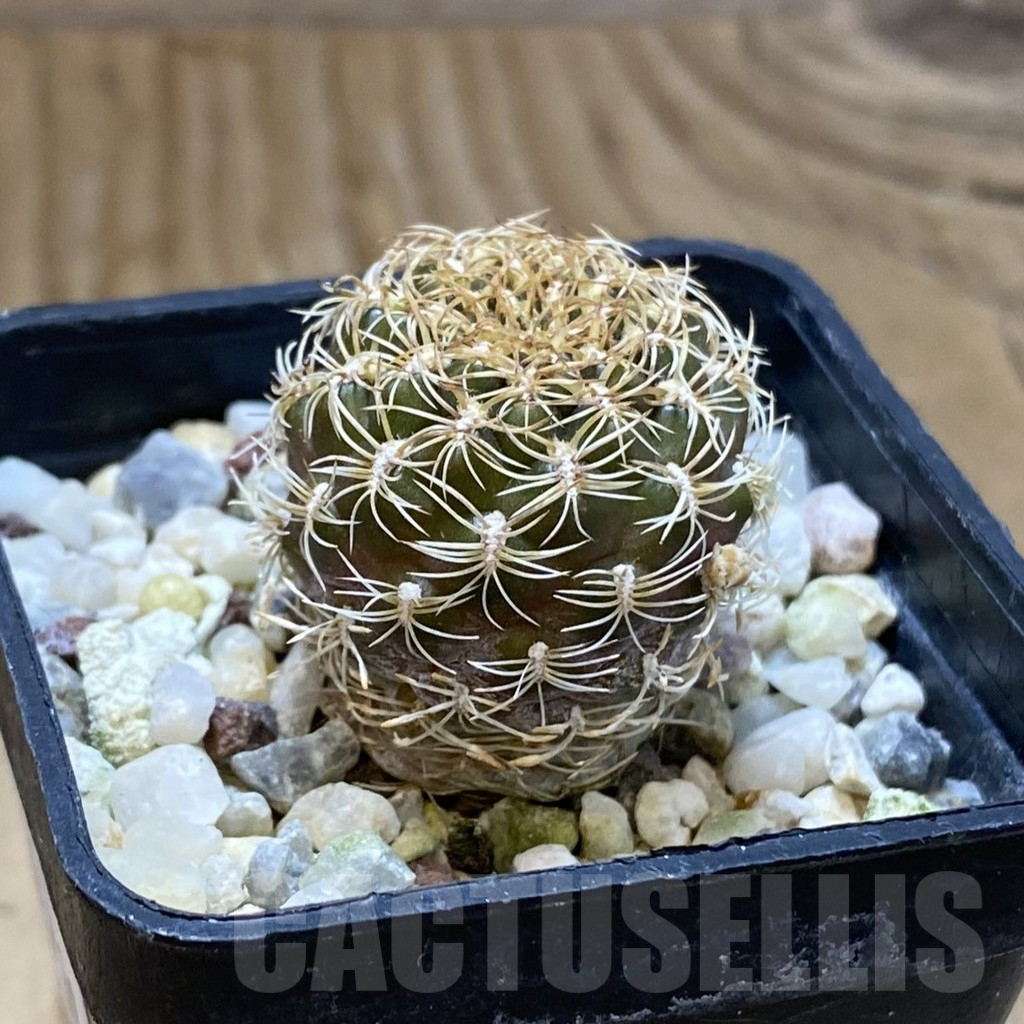 SH15730 Sulcorebutia santiaginiensis - Image 2