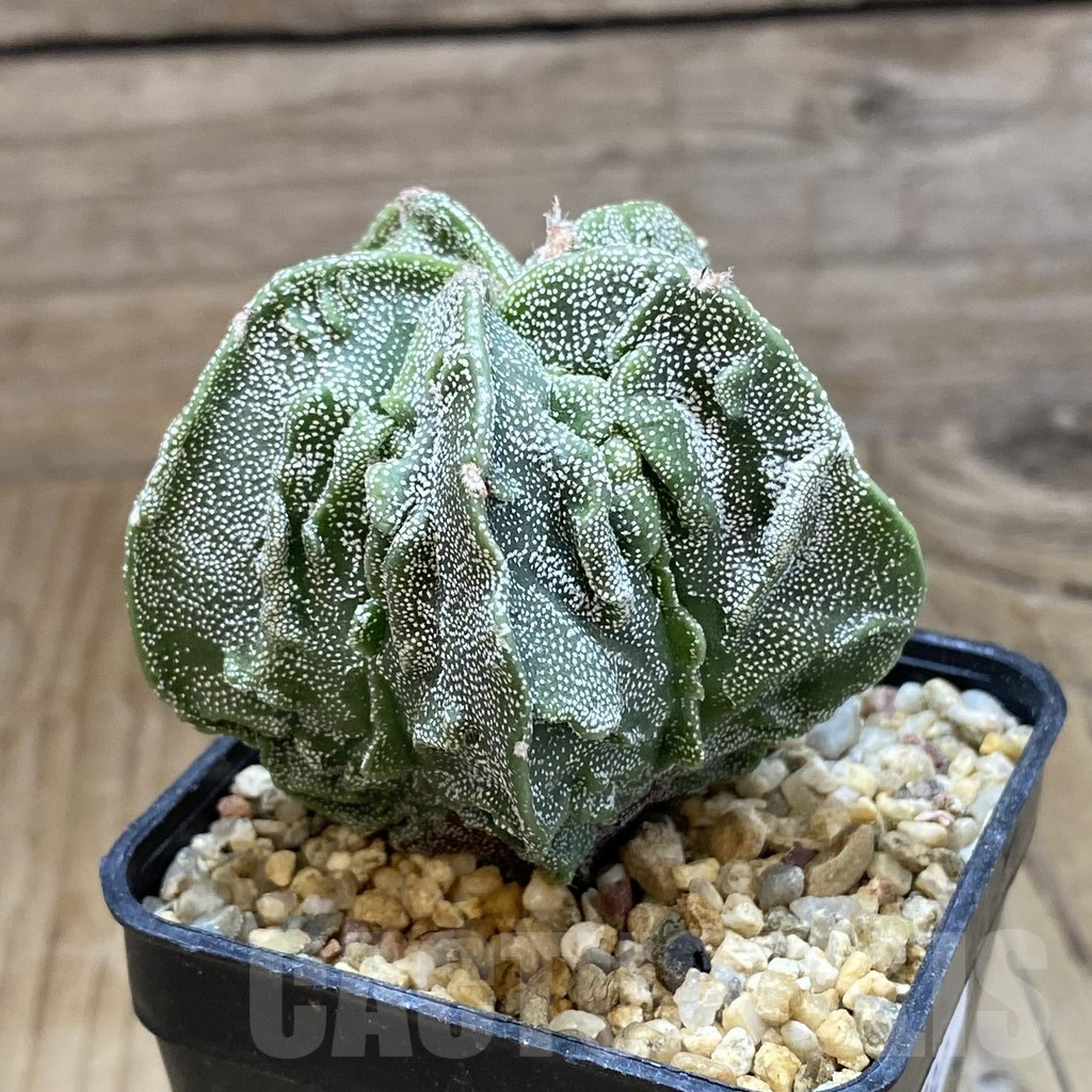 SH15732 Astrophytum myriostigma ‘Fukuryu’ - Image 2