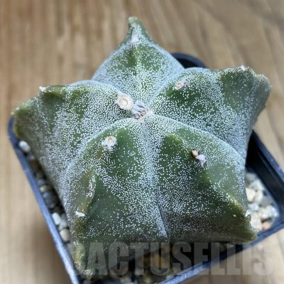 SH15733 Astrophytum myriostigma 'Kikko'