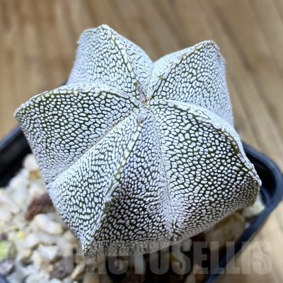 SH15685 Astrophytum myriostigma ‘Onzuka’