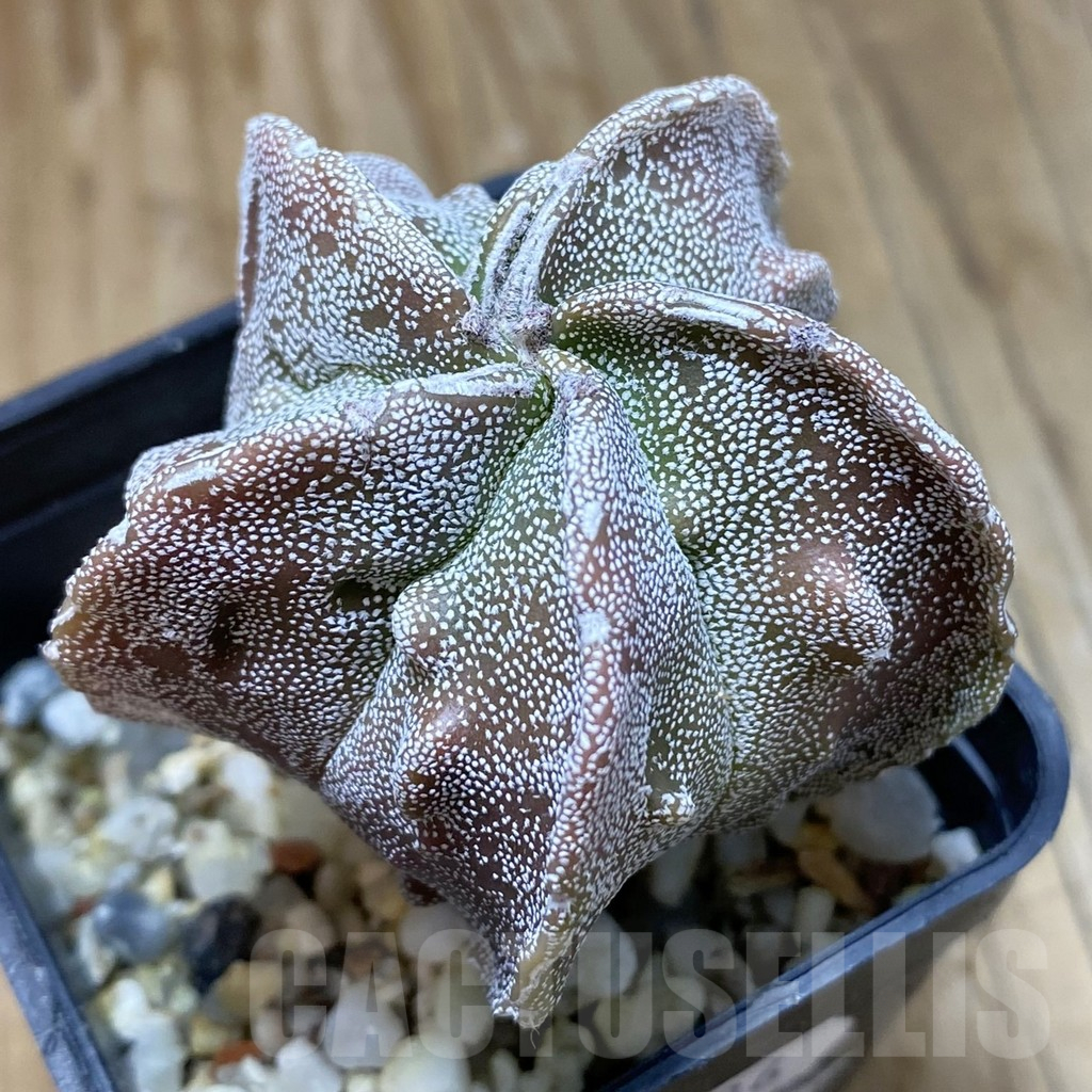 SH15686 Astrophytum myriostigma ‘Fukuryu’