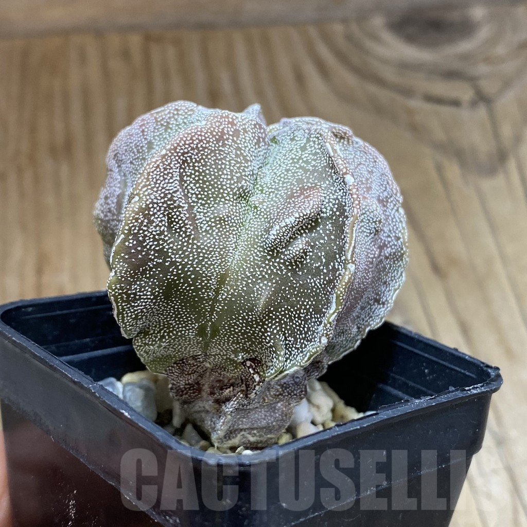 SH15686 Astrophytum myriostigma ‘Fukuryu’ - Image 2